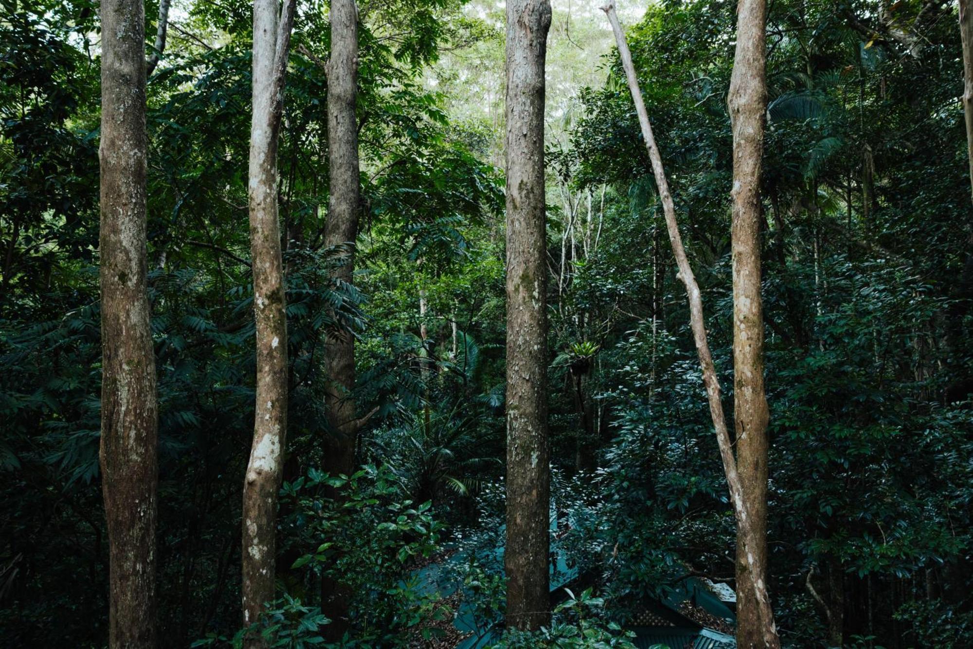 Narrows Escape Rainforest Retreat Montville Exterior foto